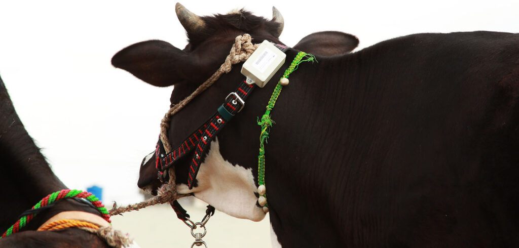 Cowlar - fitbit for cows