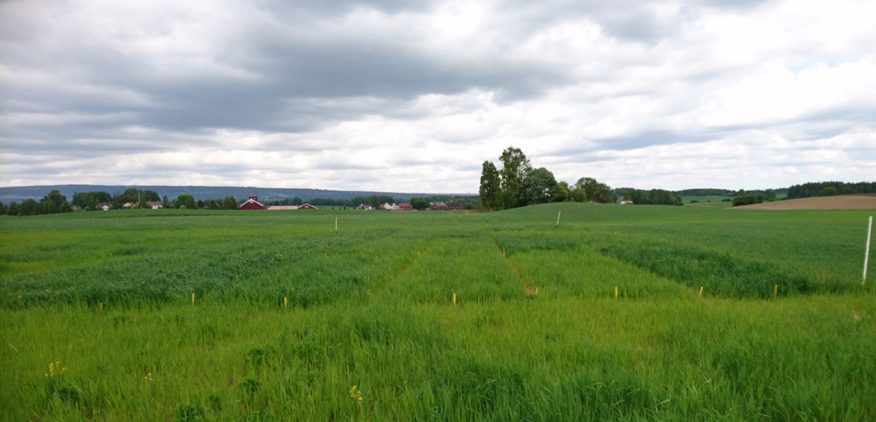 Field trials at Bingham Farm in Northern Ireland, showing differences in grass growth – far left plot was treated with mineral fertiliser; far right with filtered slurry treated in the N2 applied reactor. Yield measurements are being compiled across the season.