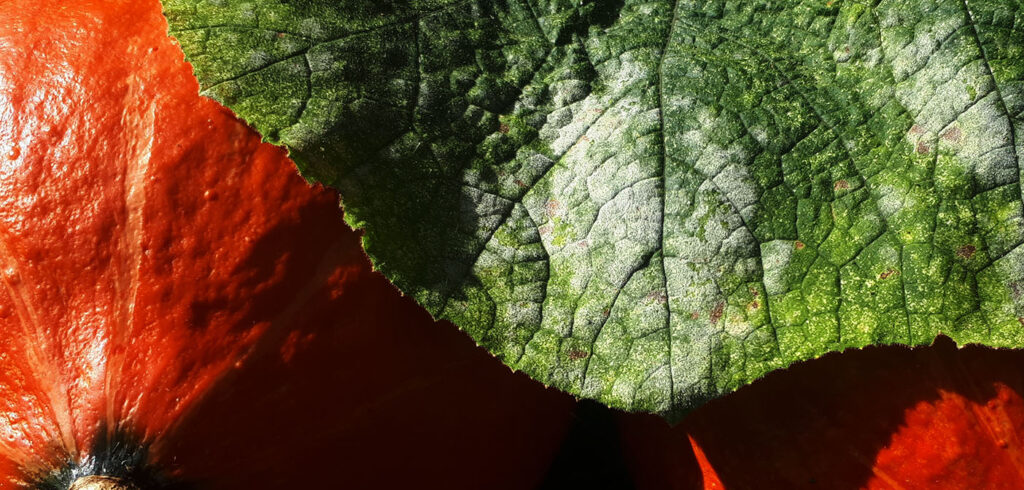 Powdery mildew on summer squash