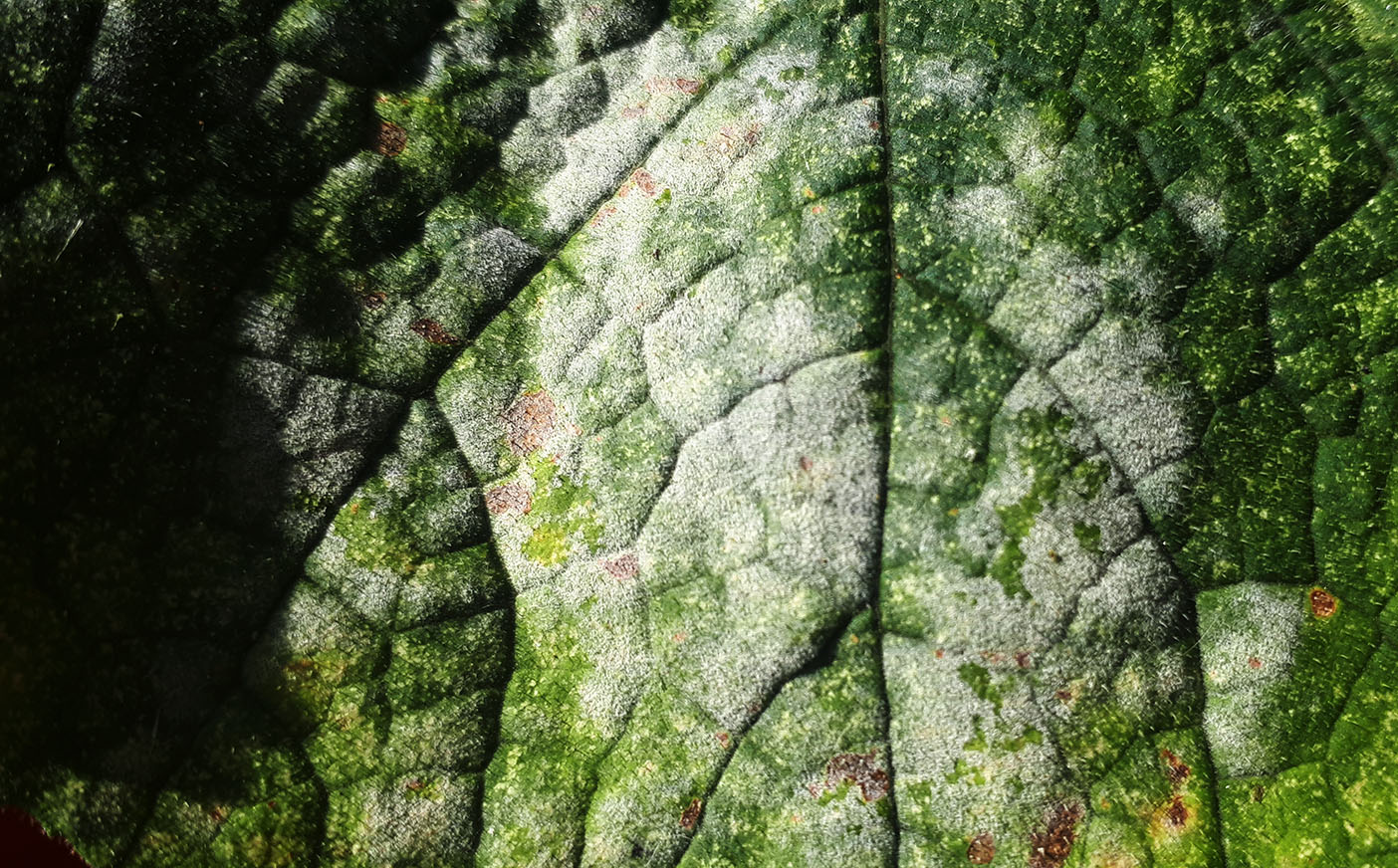 A mature squash leaf (note brown patches) with well developed powdery mildew