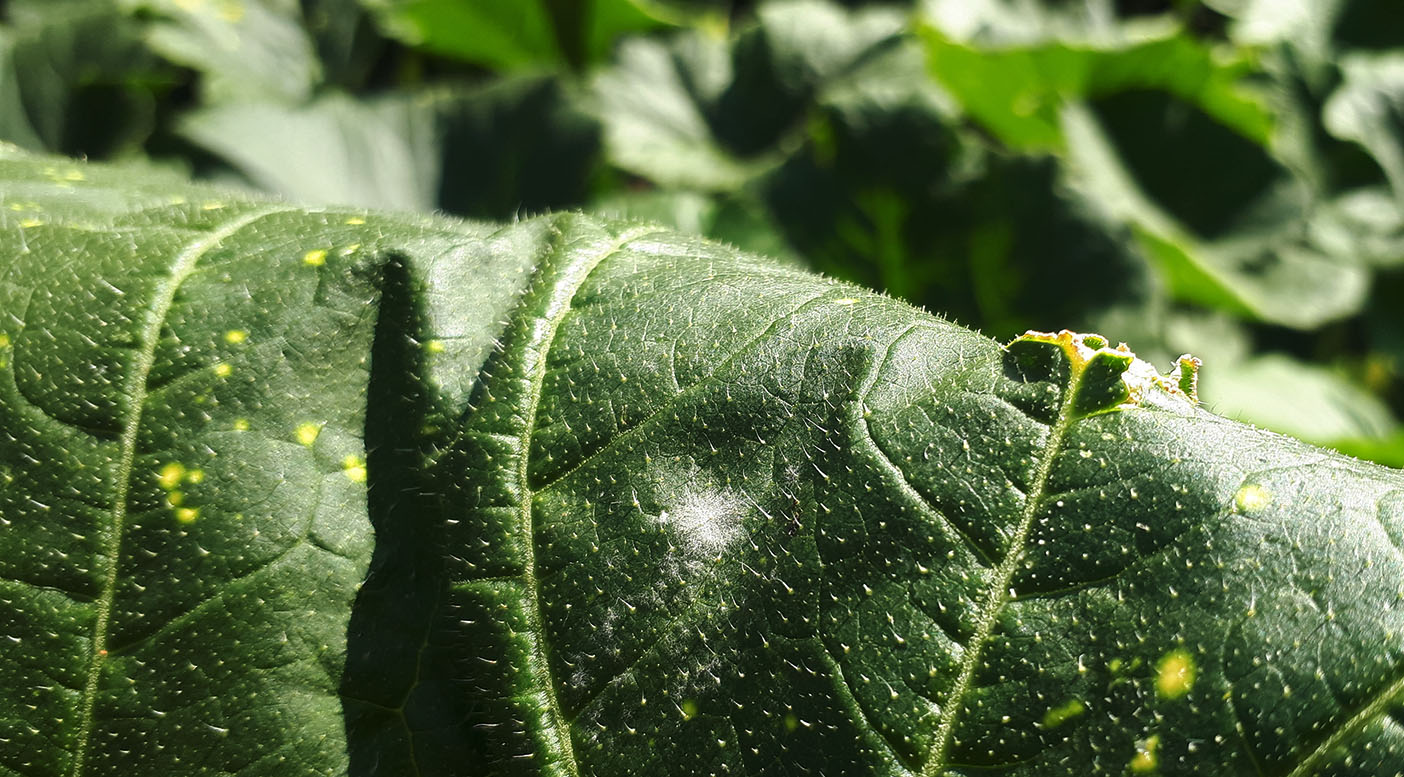 Early symptoms of powdery mildew on squash leaves - a tiny white patch