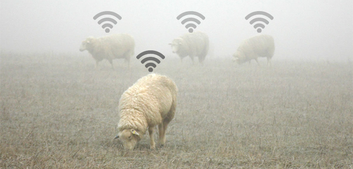 wearable sensors - sheep
