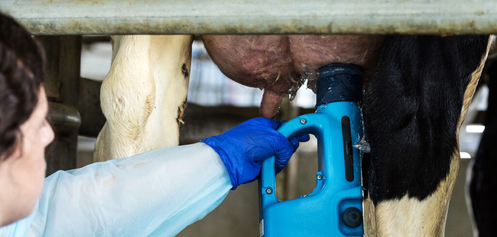 Armenta's antibiotic-free solution for mastitis in dairy cattle