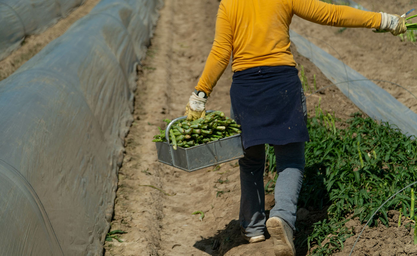 Some crops were reportedly left to rot due to a failure to secure workers, while those farmers that were more successful faced a large bill, attributing some two thirds of their costs to labour.