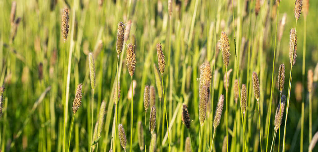 Alopecurus pratensis, known as black-grass or meadow foxtail