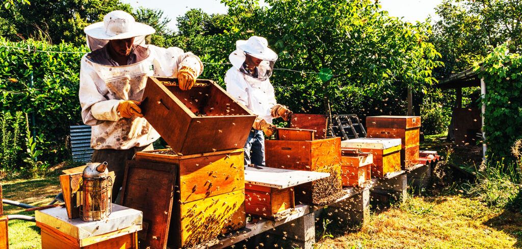 BeeSecure – the pollination monitoring solution picking up good vibrations #REAP20