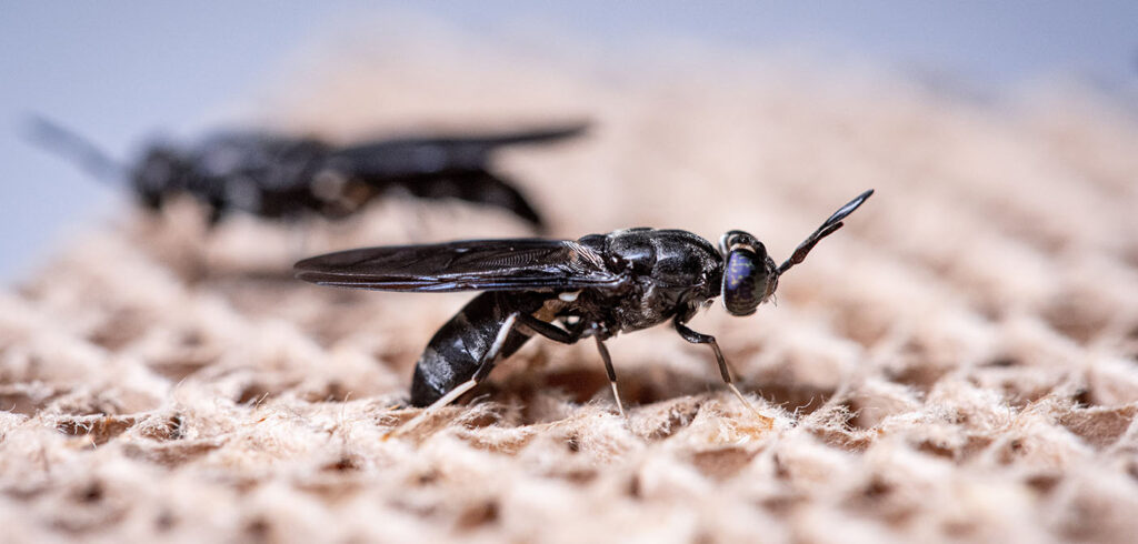 Insect farms have embraced the Black Soldier Fly