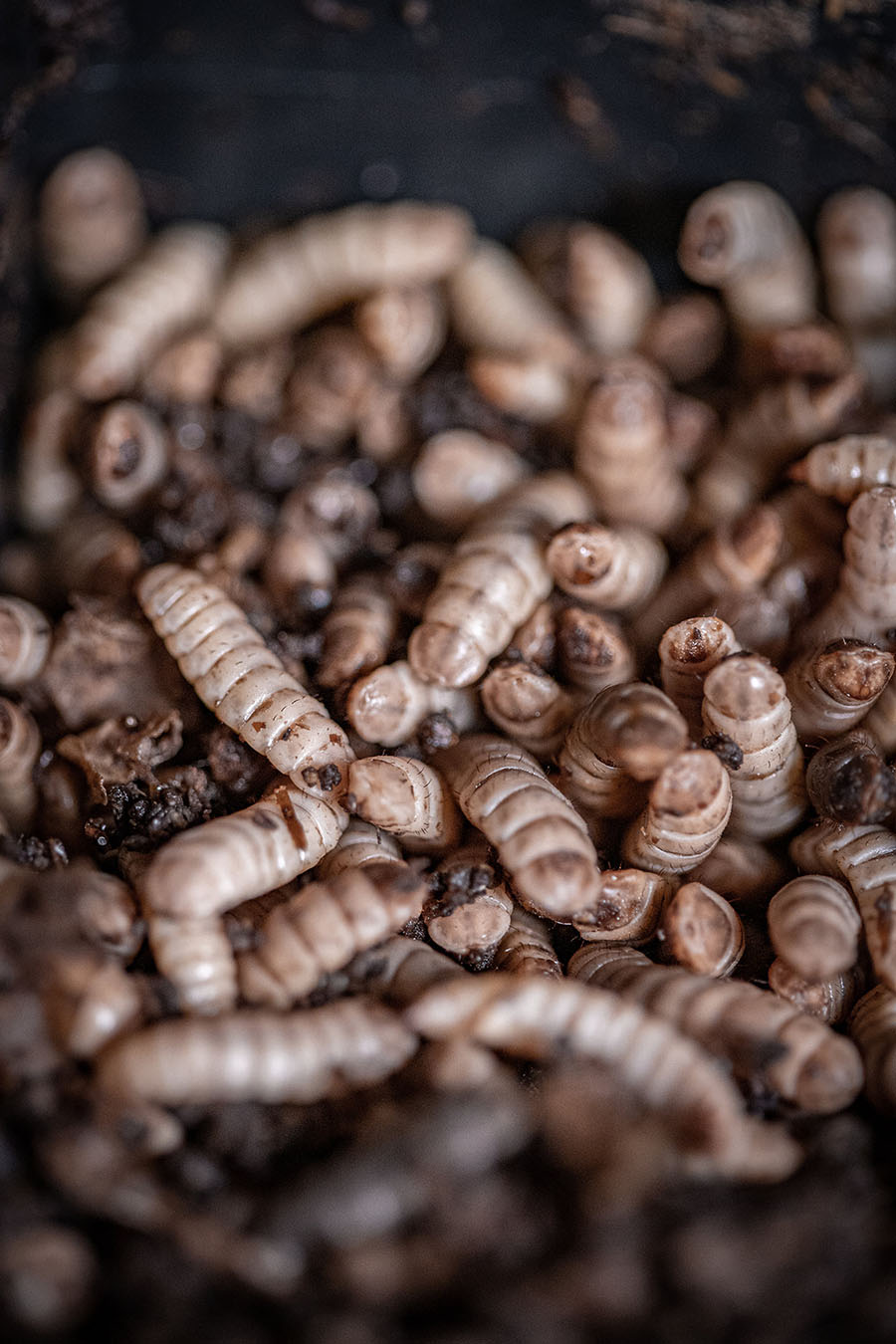 Black Soldier Fly larvae