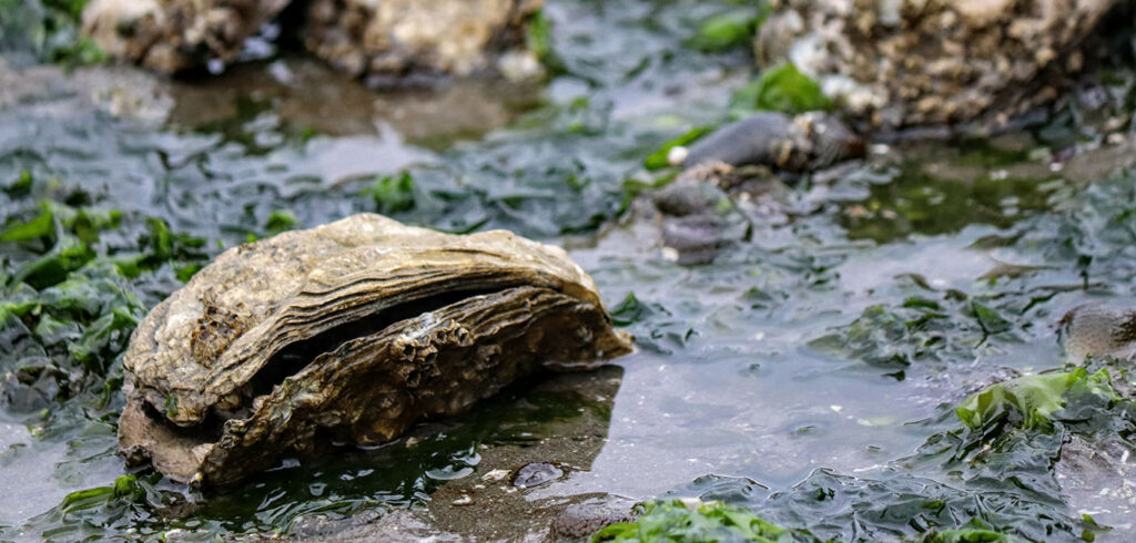 Autonomous robot fleet to generate water quality data for North Carolina's shellfish industry