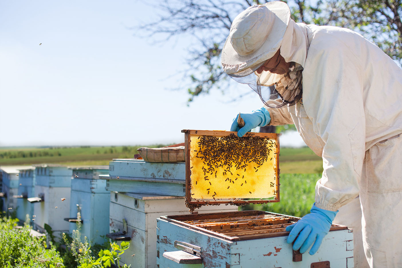 Beekeeper working with beehives on the apiary