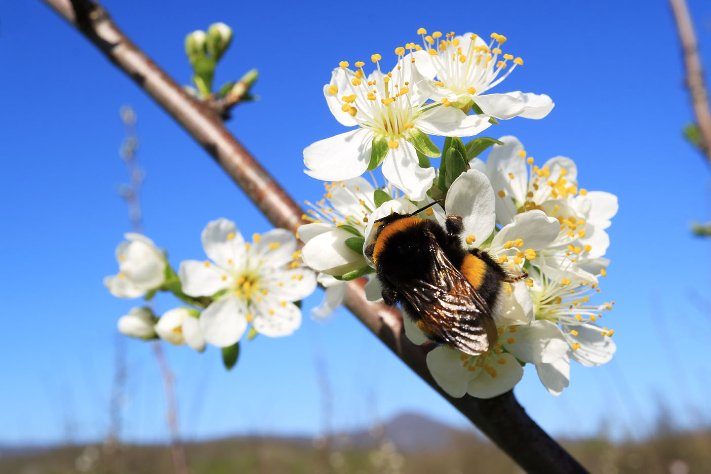 Bumblebee pollinating apple blossom in an orchard