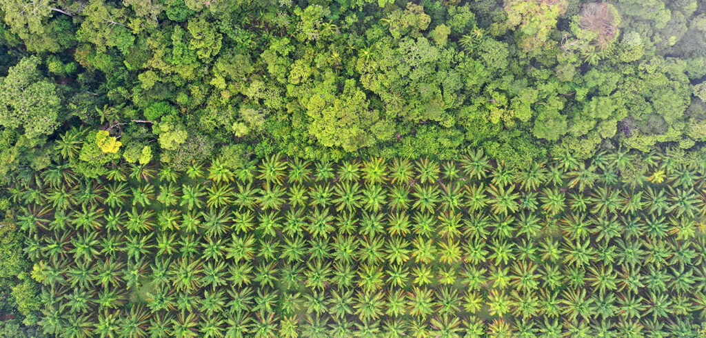 Stopping deforestation - AAK implements satellite monitoring of palm oil supply base