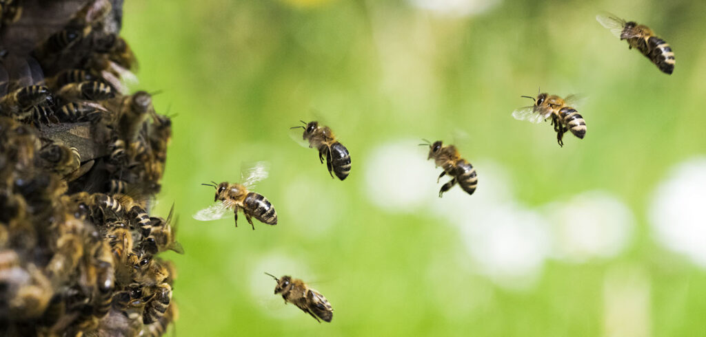 Can artificial crop pollination technology save the bee… from itself?