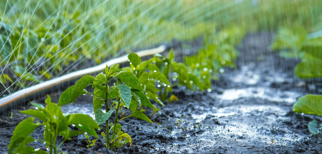 New soil moisture monitor powered by a standard digital camera and AI