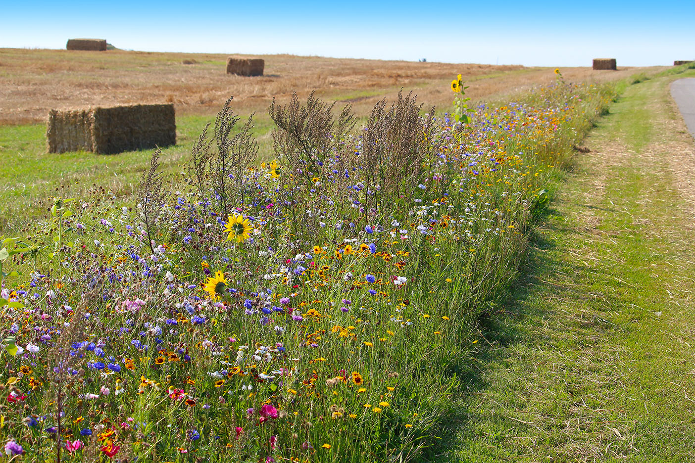 wildflower borders along farm fields to support pollinators and other wildlife