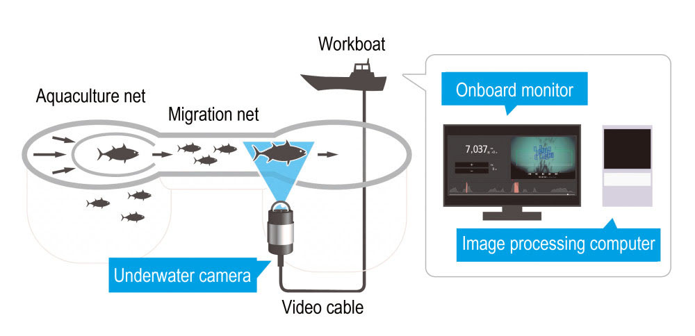 Diagram of the automated fish counting system
