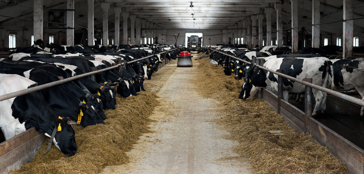 Cargill to roll out realtime heatstress monitoring to UK dairy units Farm Automation Today