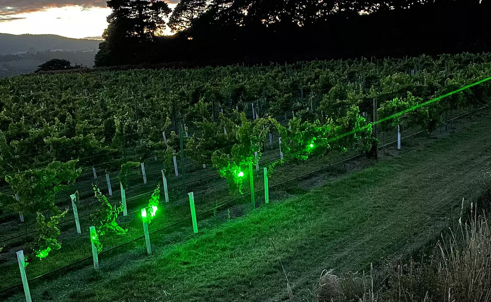 The interest in trialling the laser technology in almond orchards arose after grape growers successfully used lasers to move birds on from their vineyards.