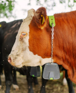 Weighing 0.7kg for the sheep collar and 1.4kg for the cattle collar