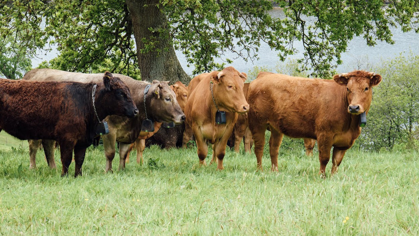 Nofence does the future of livestock grazing involve virtual fencing