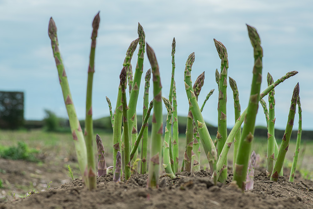 Green asparagus grows above ground