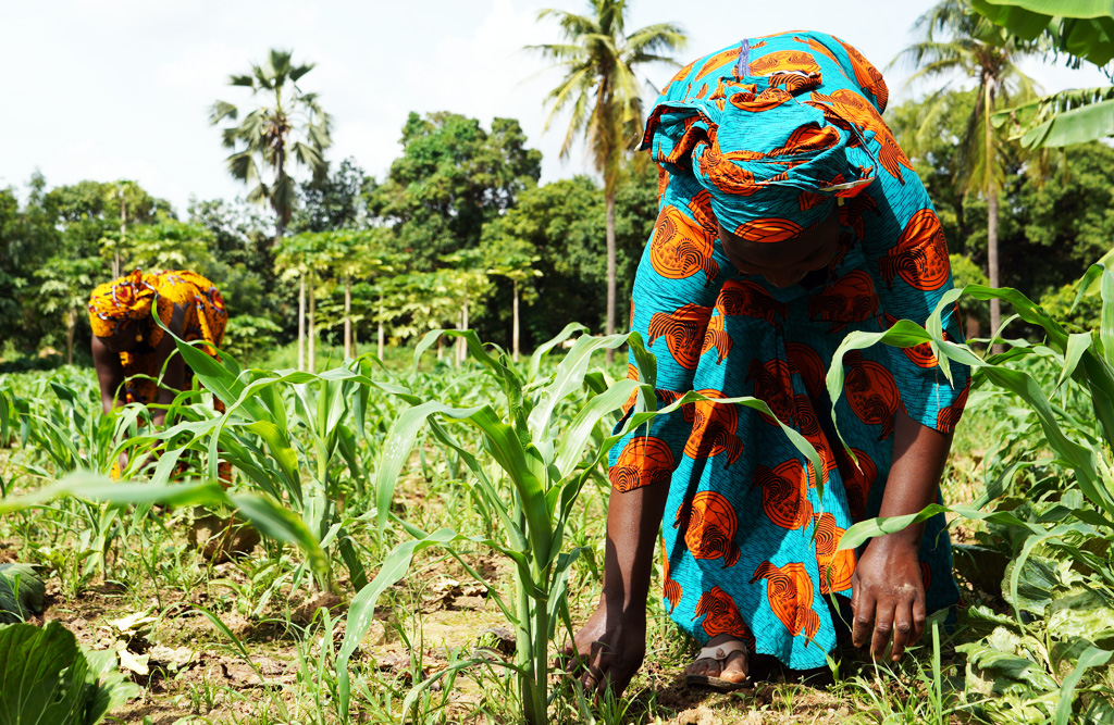 Due to the drought, most female farmers need to walk 15km for water. With SupPlant’s precise irrigation recommendations the farmers will know exactly how much water is needed, and when, in order to more easily grow maize in future seasons.