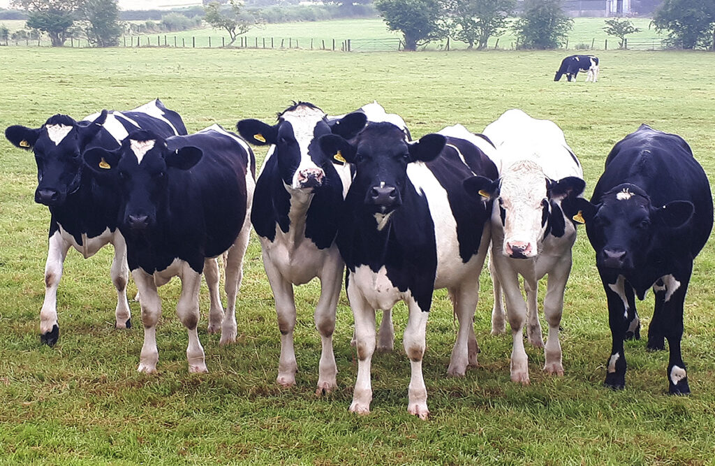 Reducing methane emissions from cattle and dairy farming