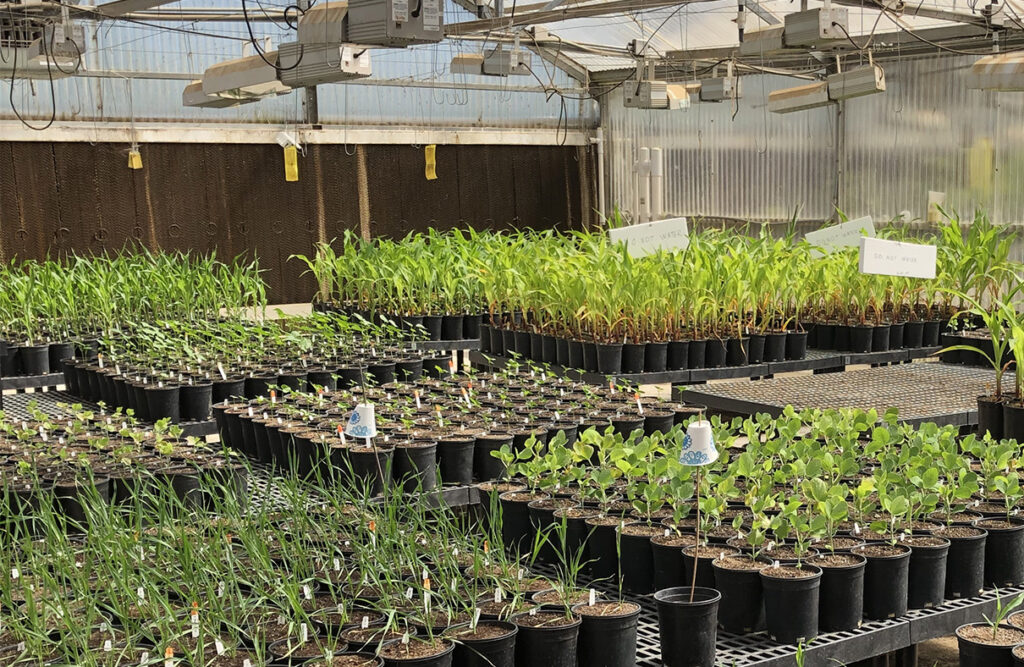 BioConsortia, Inc. introduces five new microbial-based nematicides for seed treatments. Photo shows testing of new microbial products in various soil samples at BioConsortia headquarters in Davis, California. (Photo: BioConsortia, Inc.)