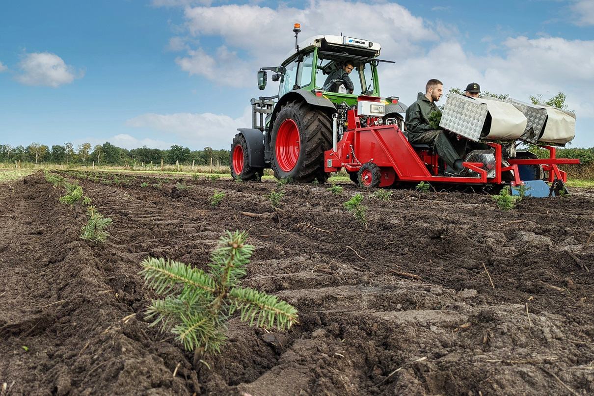 Christmas tree transplanting